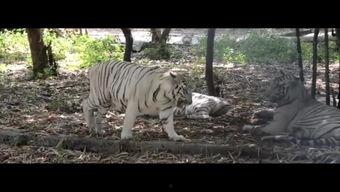 王庄爆料二虎视频播放,二虎视频播放引发热议，揭秘背后故事